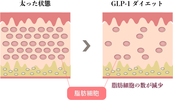 ダイエット効果の図